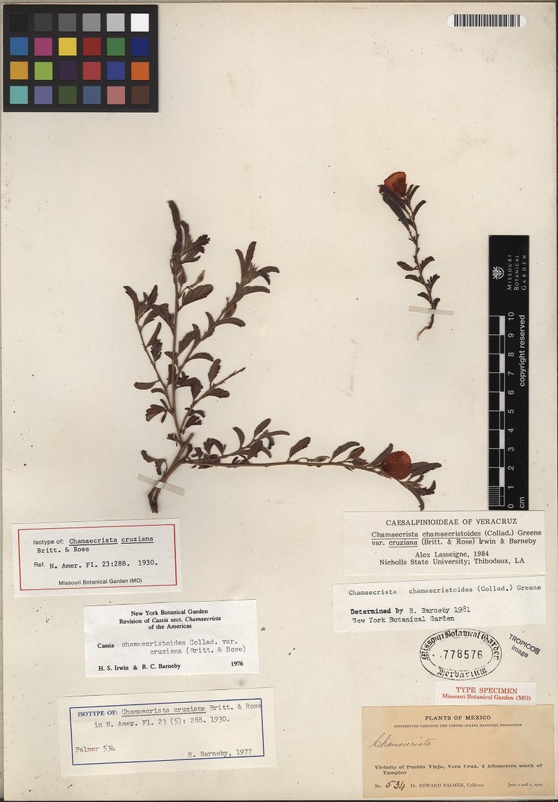 Chamaecrista chamaecristoides var. cruziana