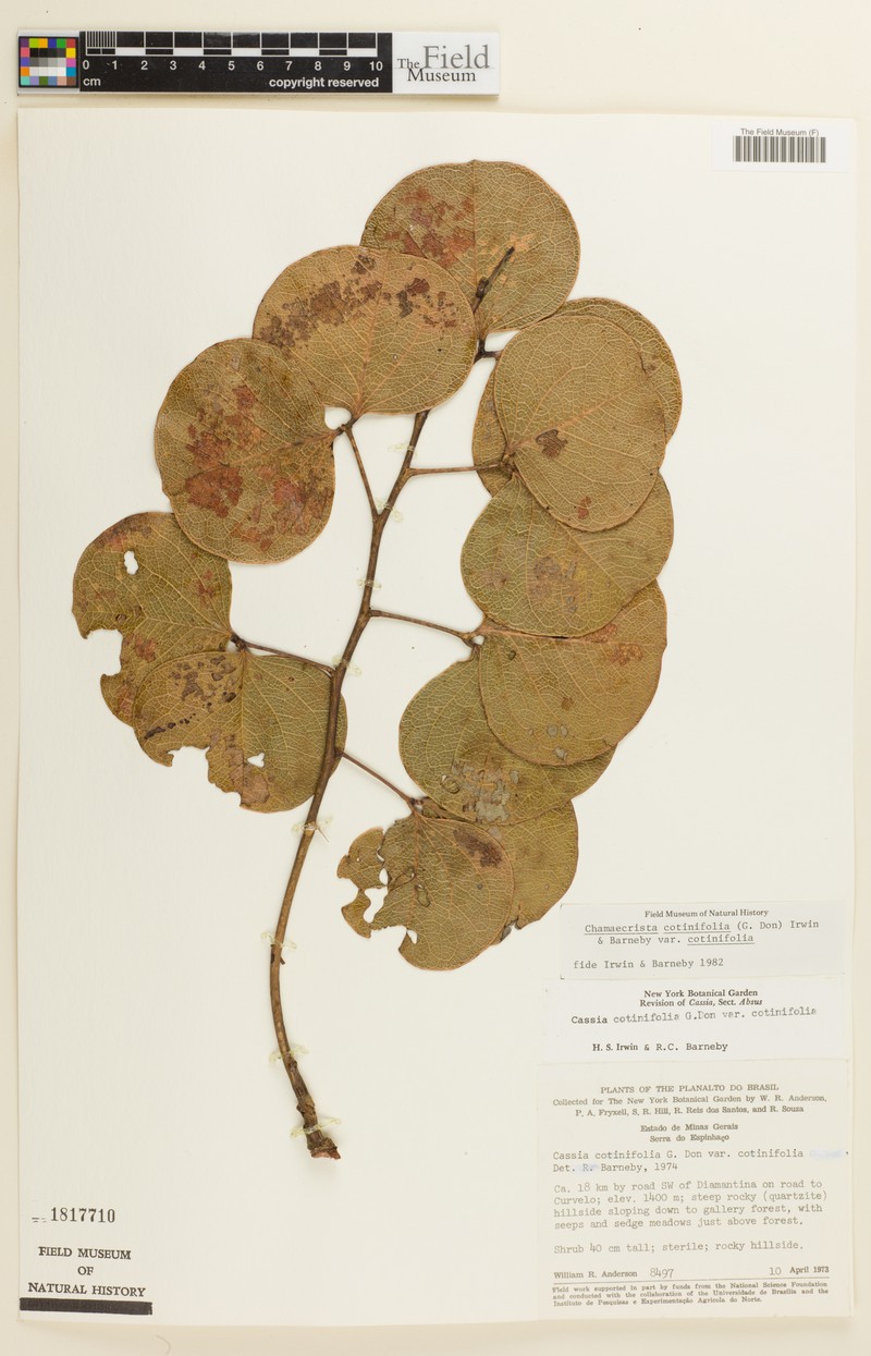 Chamaecrista cotinifolia var. cotinifolia