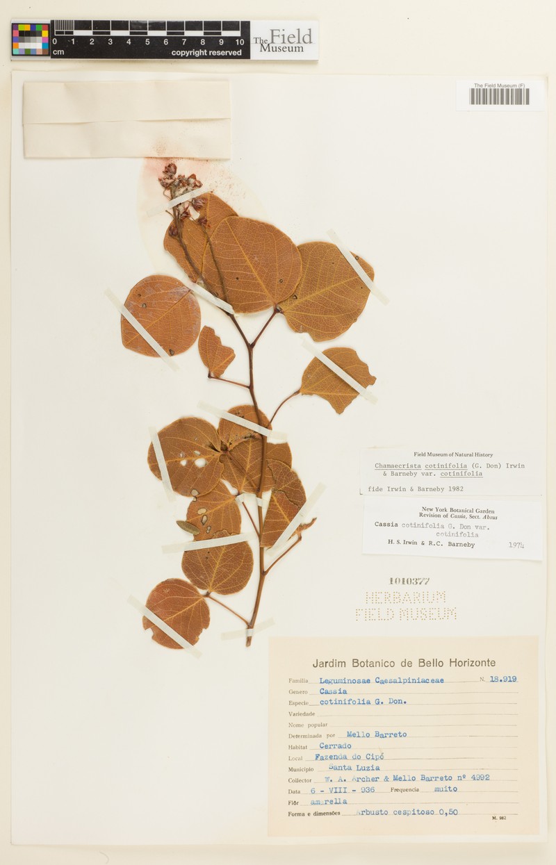 Chamaecrista cotinifolia var. cotinifolia photo 2