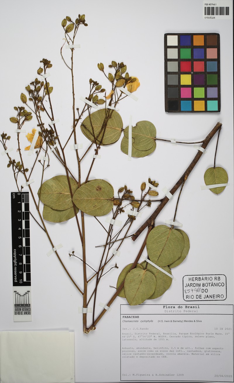 Chamaecrista cyclophylla