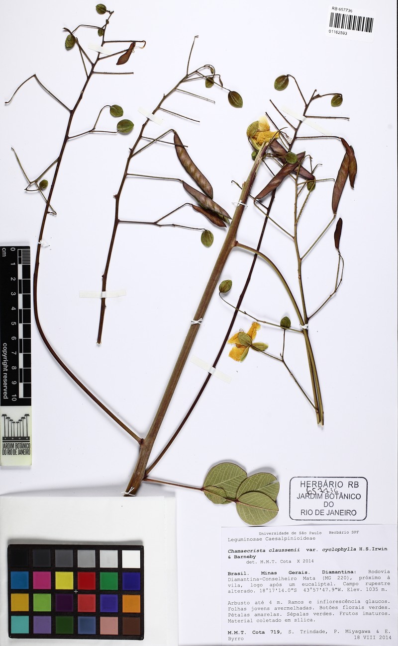 Chamaecrista cyclophylla photo 2