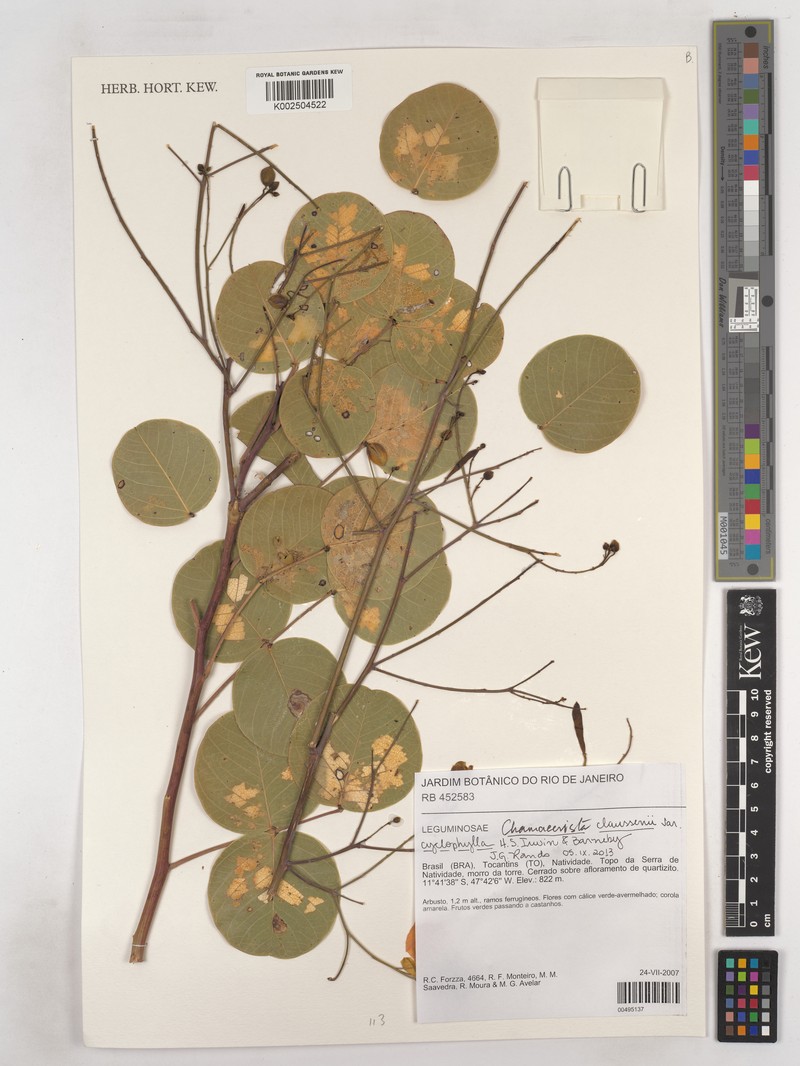 Chamaecrista cyclophylla photo 3