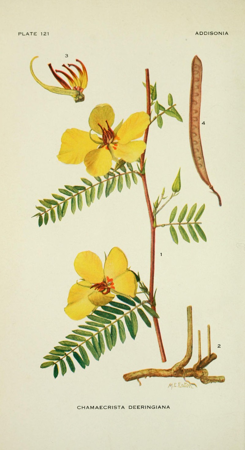 Florida Keys Sensitive Pea