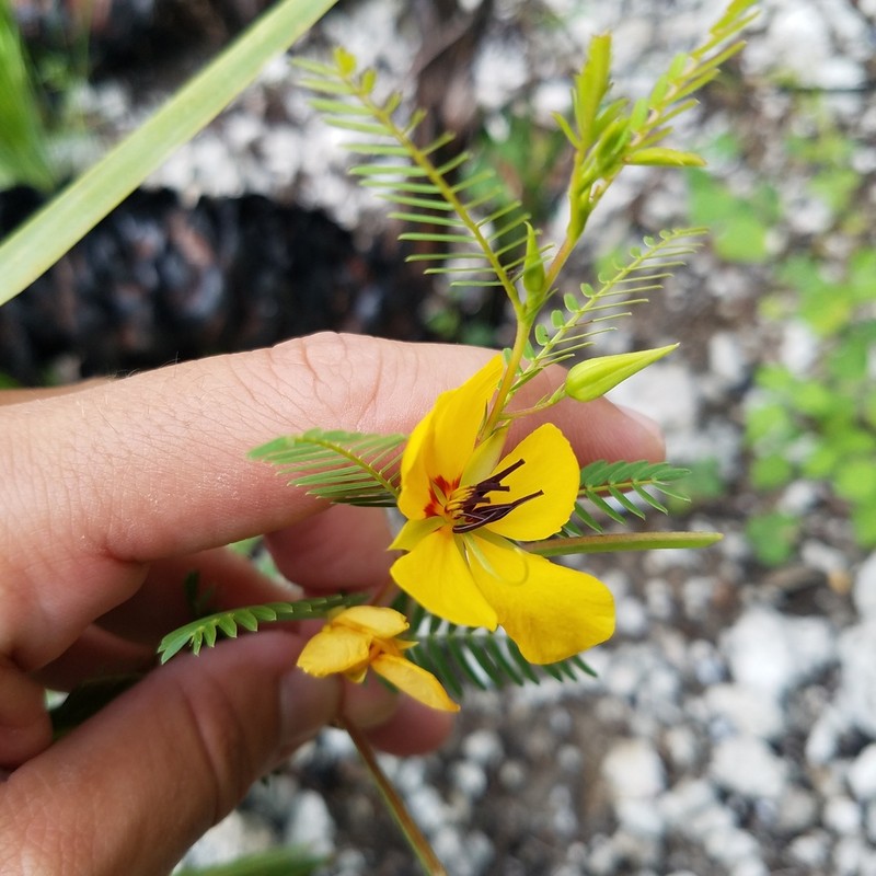Florida Keys Sensitive Pea