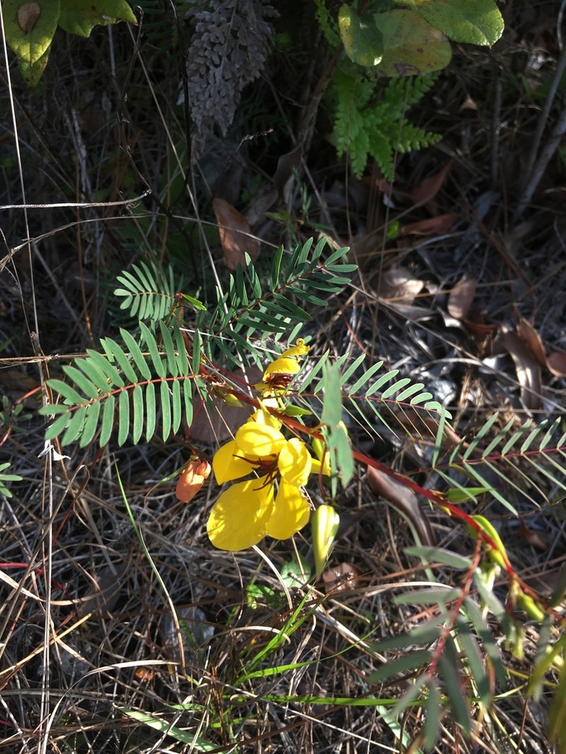 Florida Keys Sensitive Pea photo 4