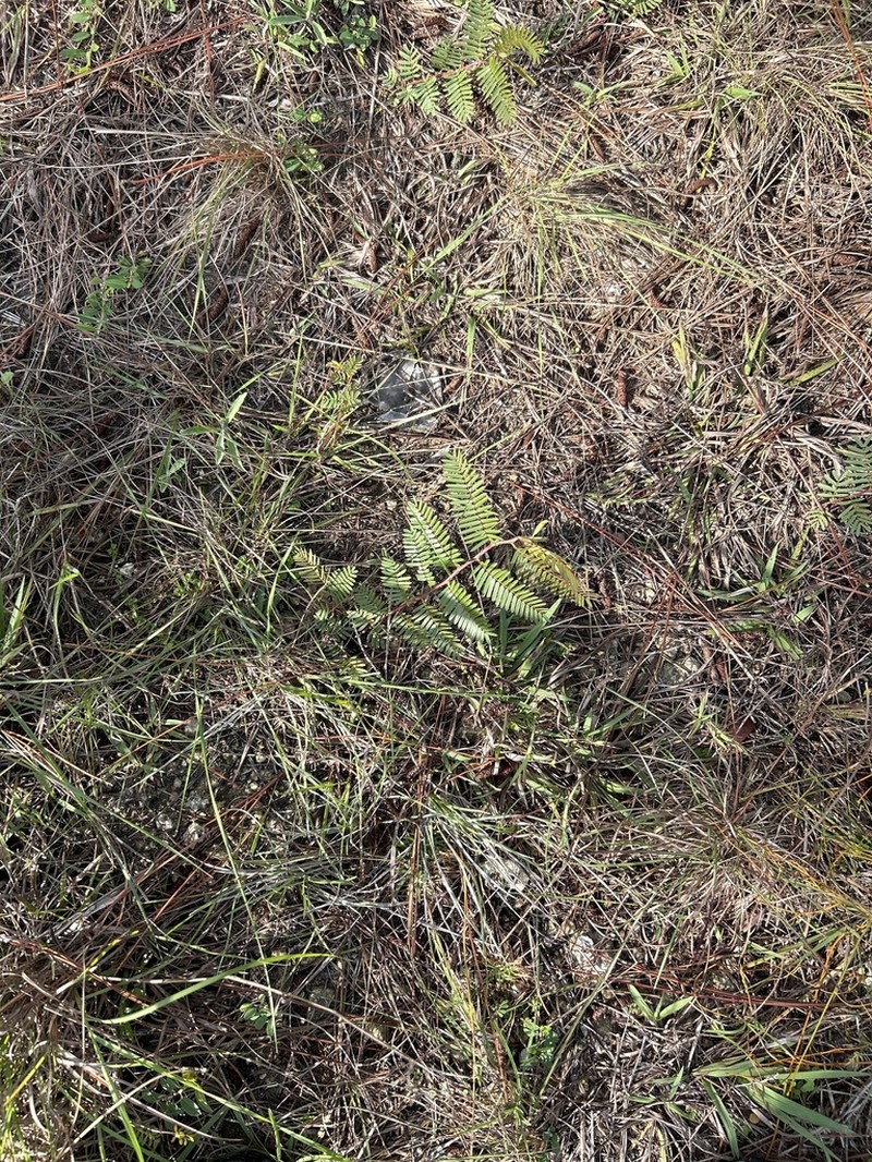 Florida Keys Sensitive Pea photo 5