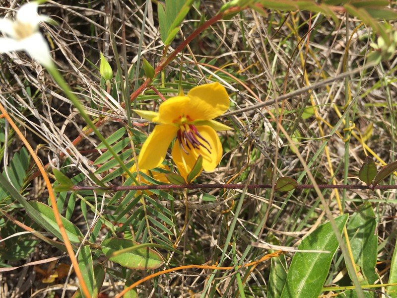 Florida Keys Sensitive Pea photo 7