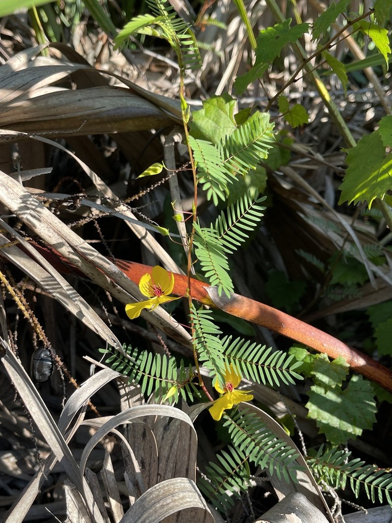 Florida Keys Sensitive Pea photo 8