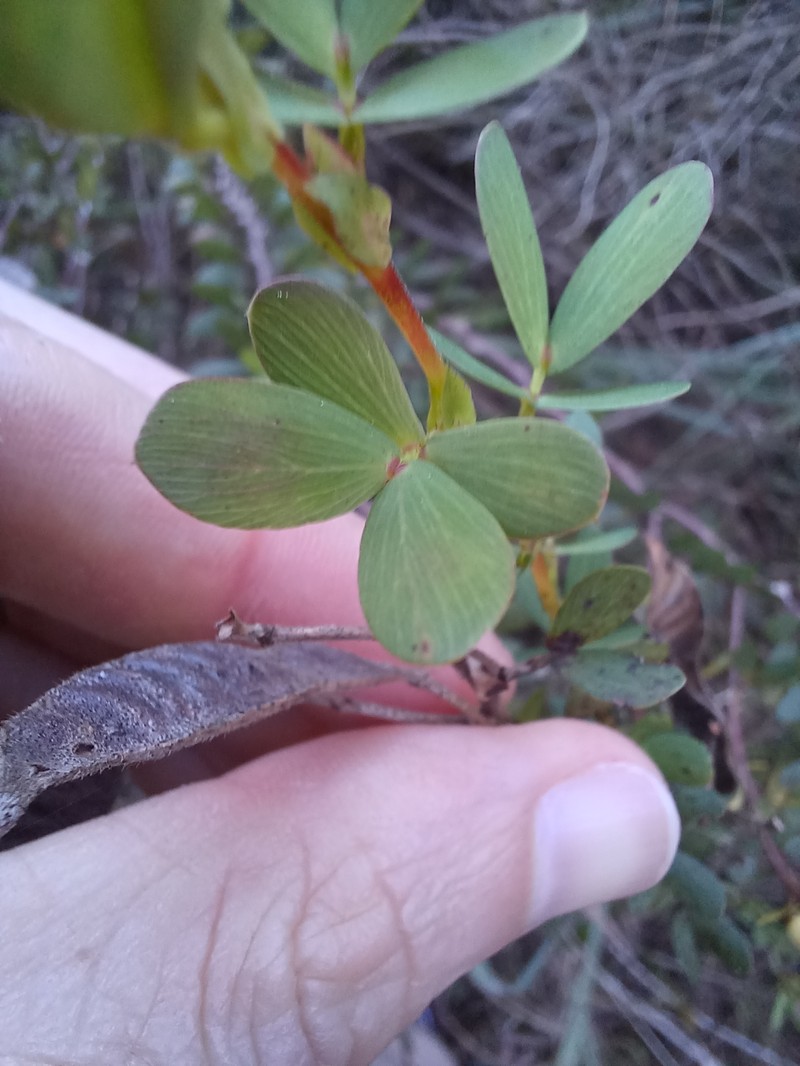 Chamaecrista desvauxii var. desvauxii