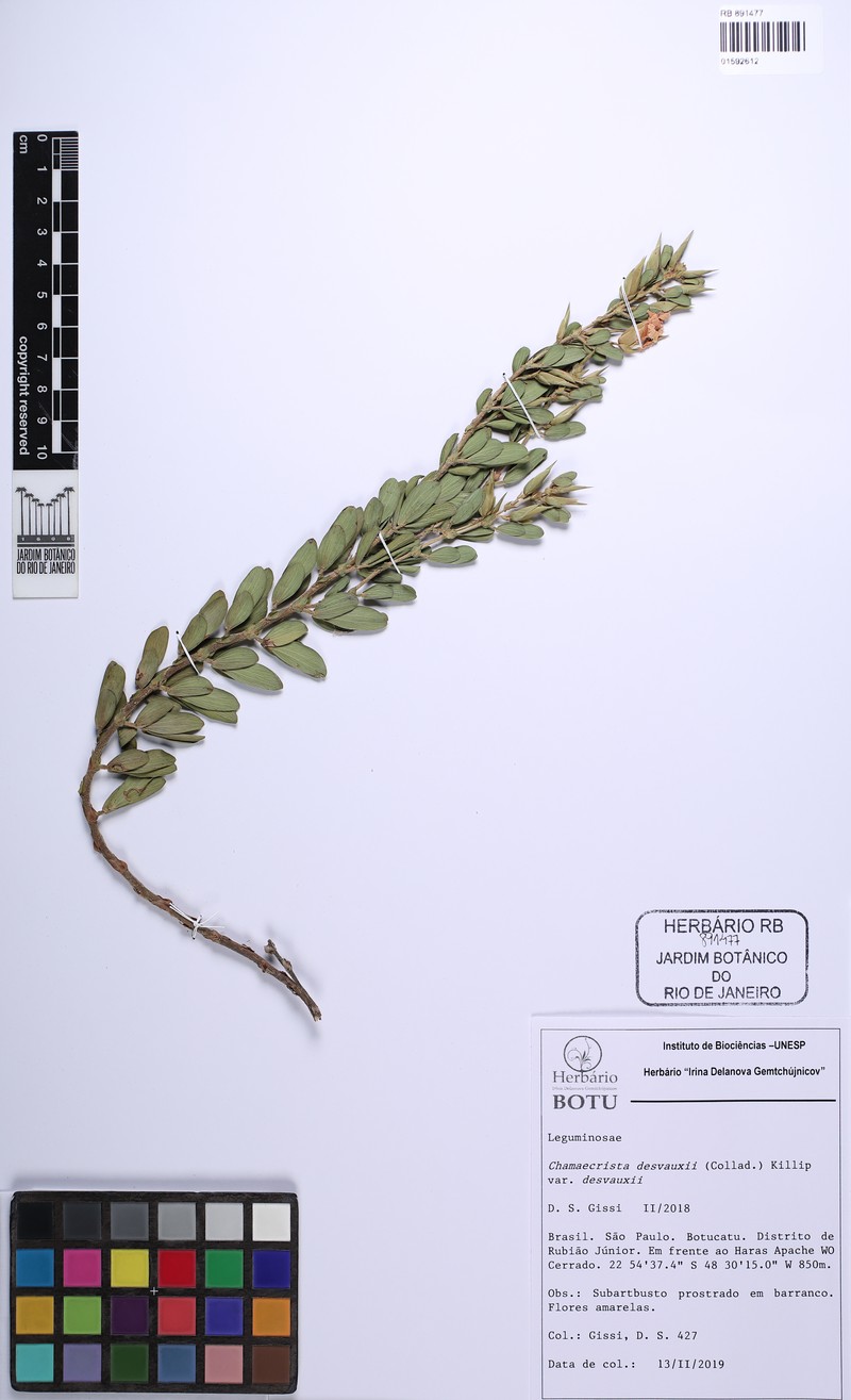 Chamaecrista desvauxii var. desvauxii photo 2