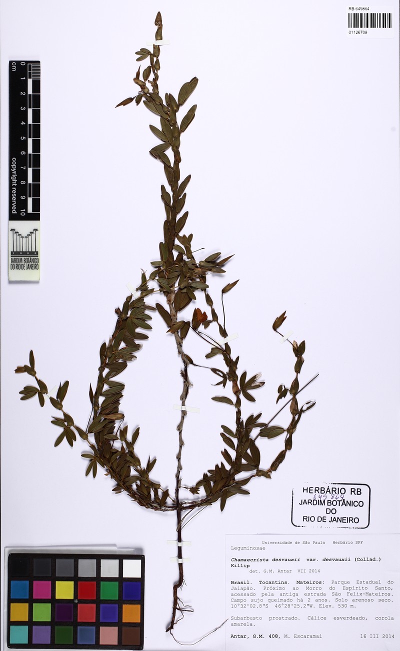 Chamaecrista desvauxii var. desvauxii photo 3