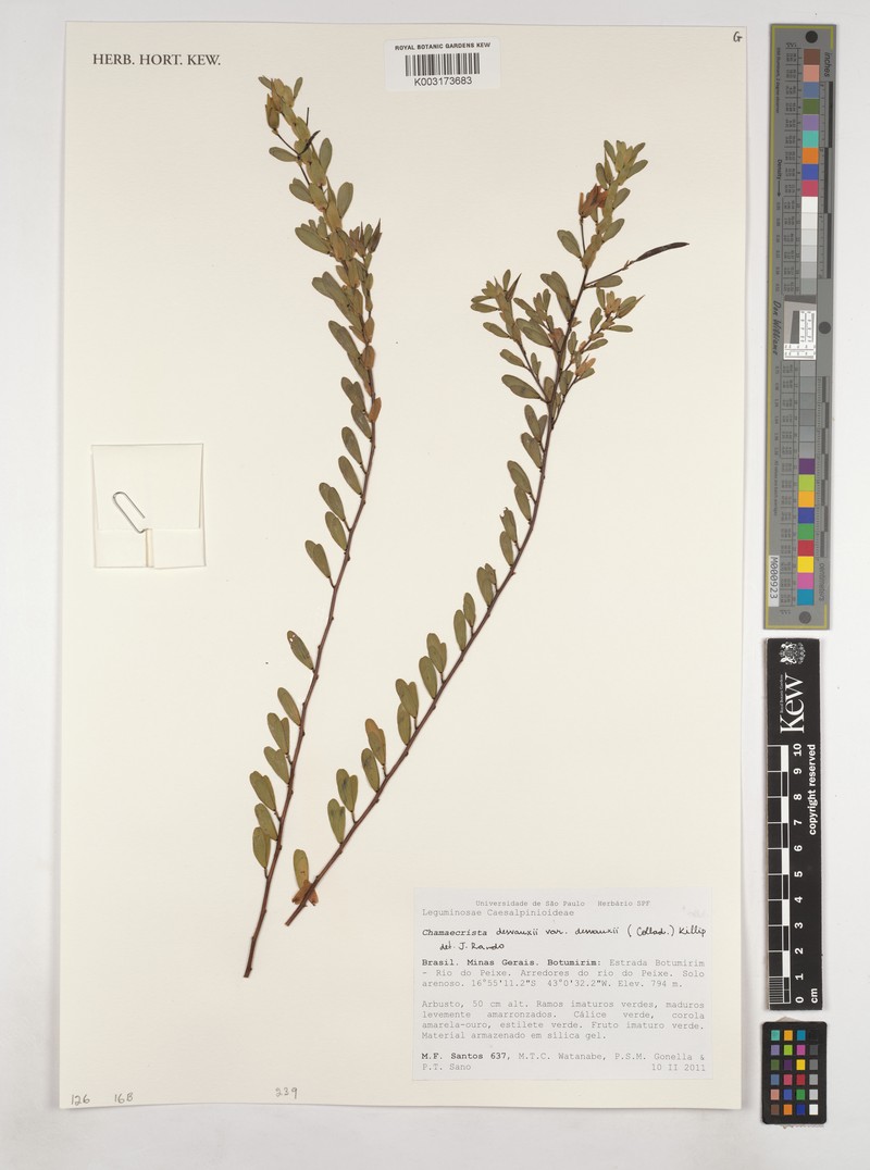 Chamaecrista desvauxii var. desvauxii photo 4