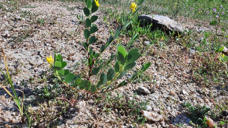 Twoleaf Sensitive Pea
