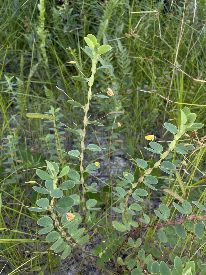 Twoleaf Sensitive Pea photo 2