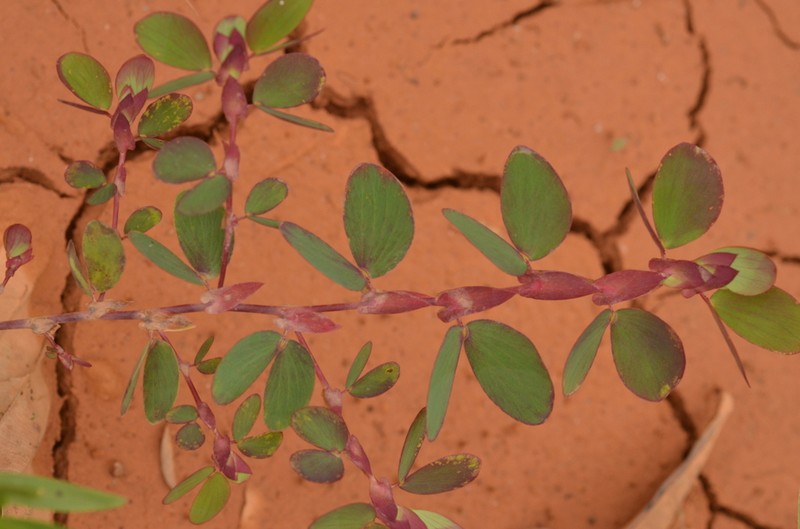 Twoleaf Sensitive Pea photo 3