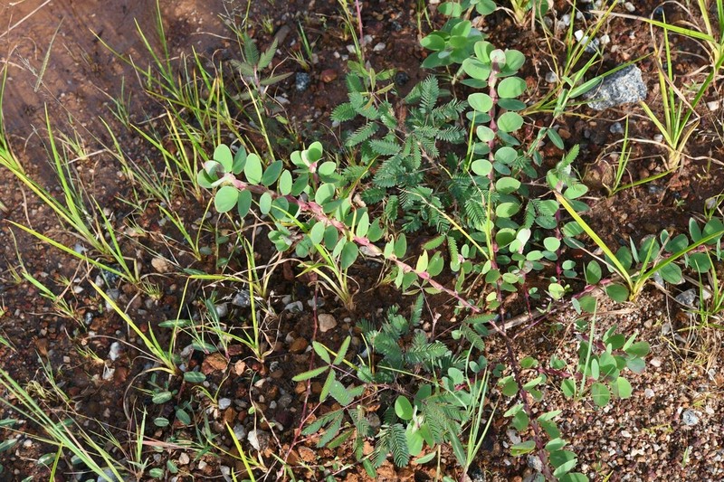 Twoleaf Sensitive Pea photo 4