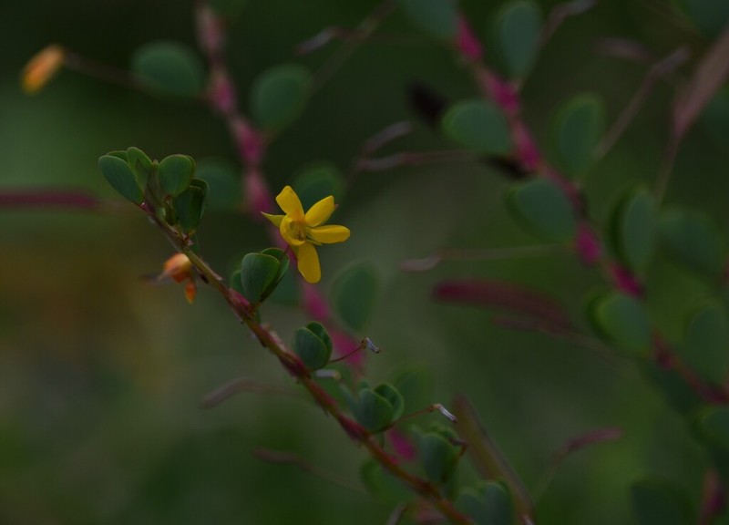 Twoleaf Sensitive Pea photo 5