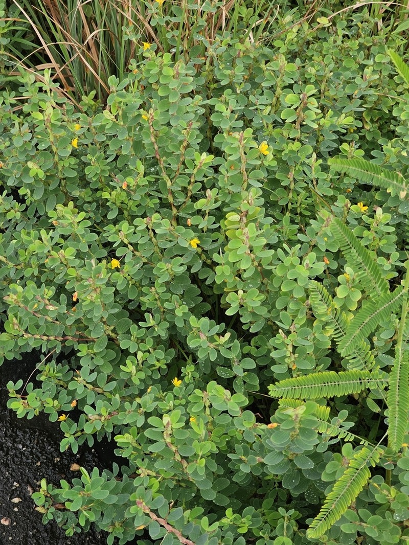 Twoleaf Sensitive Pea photo 6