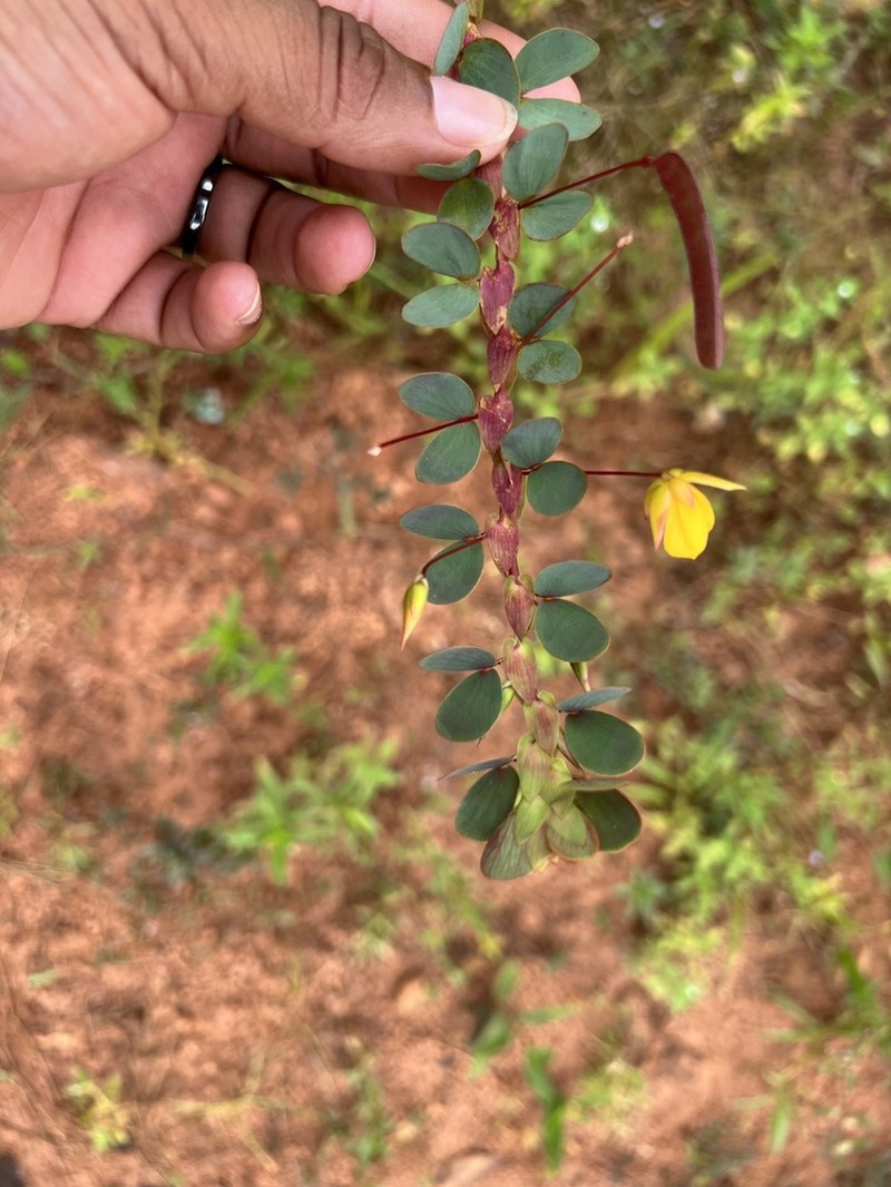Twoleaf Sensitive Pea photo 8