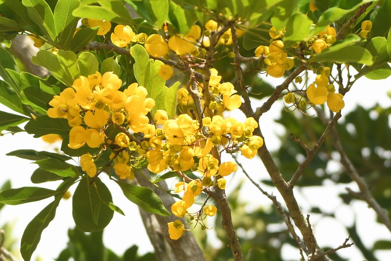 Chamaecrista ensiformis var. ensiformis