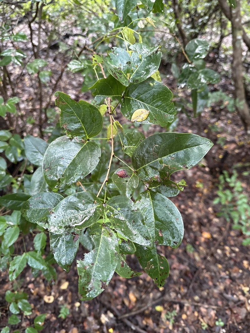Chamaecrista ensiformis var. ensiformis photo 2