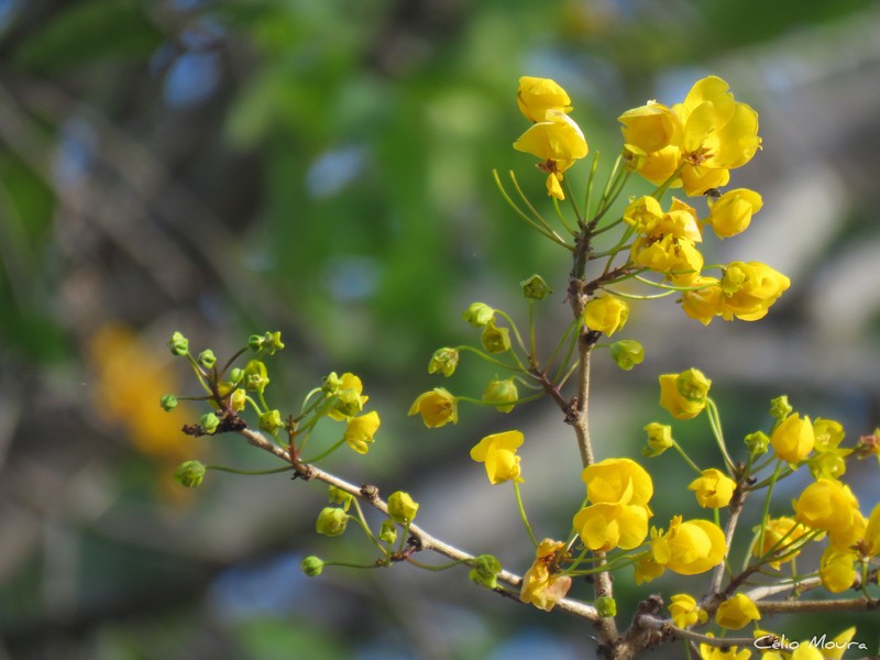 Chamaecrista ensiformis var. ensiformis photo 4