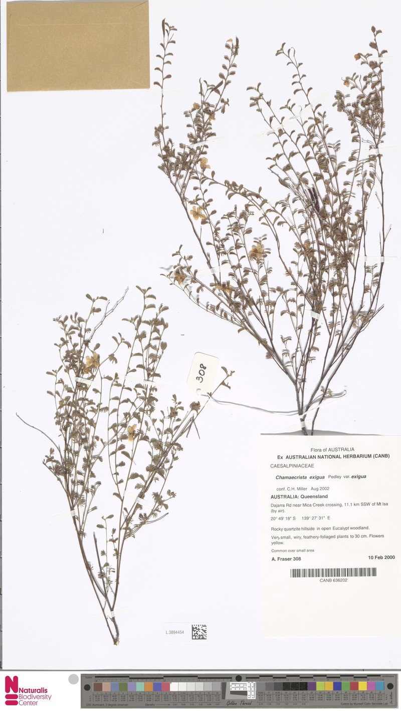 Chamaecrista exigua var. exigua