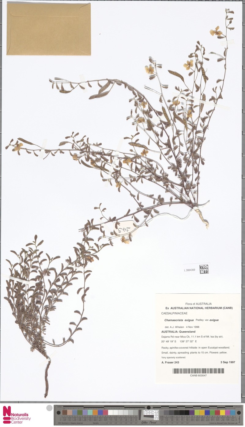 Chamaecrista exigua var. exigua photo 2