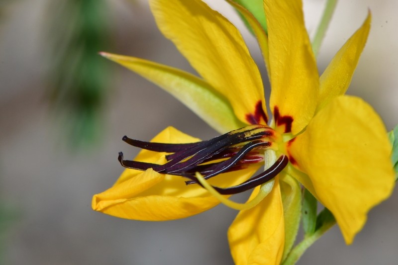 Partridge Pea