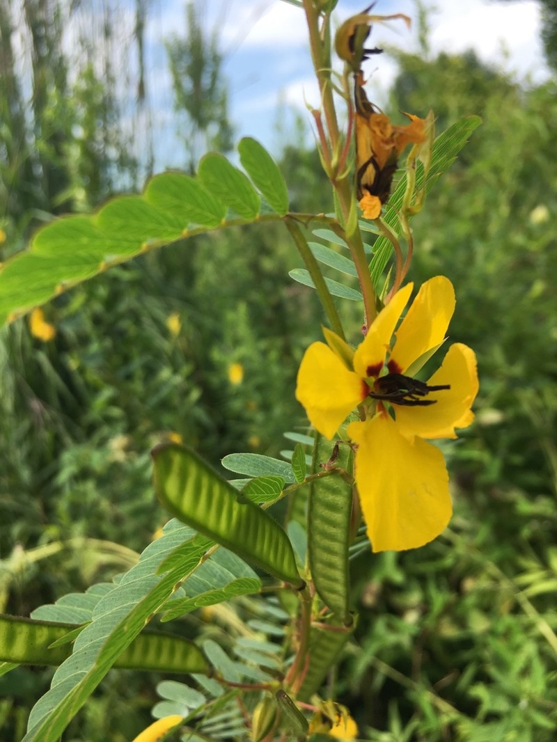 Partridge Pea photo 2