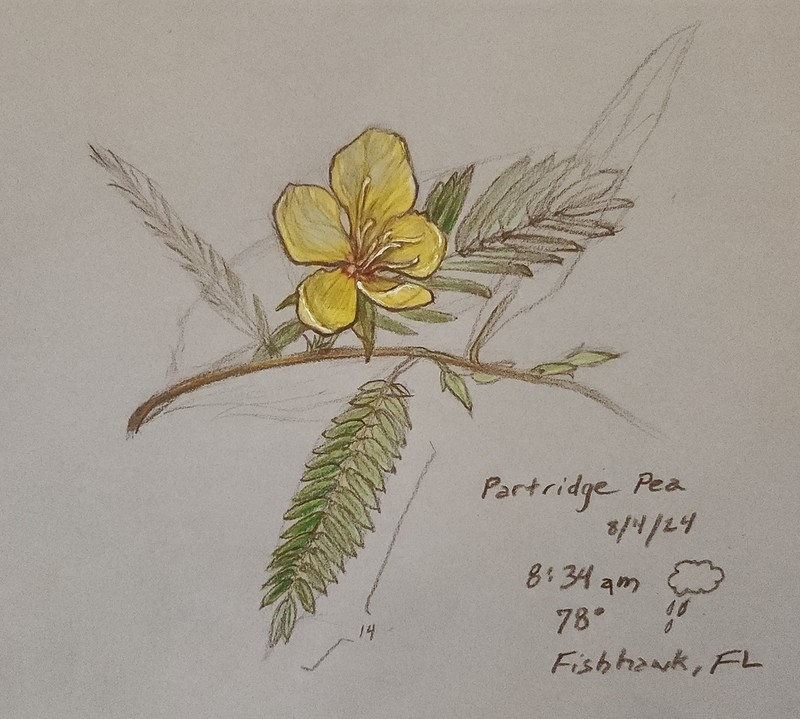 Partridge Pea photo 3