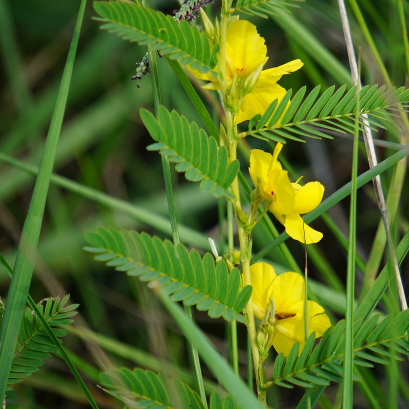 Partridge Pea photo 4