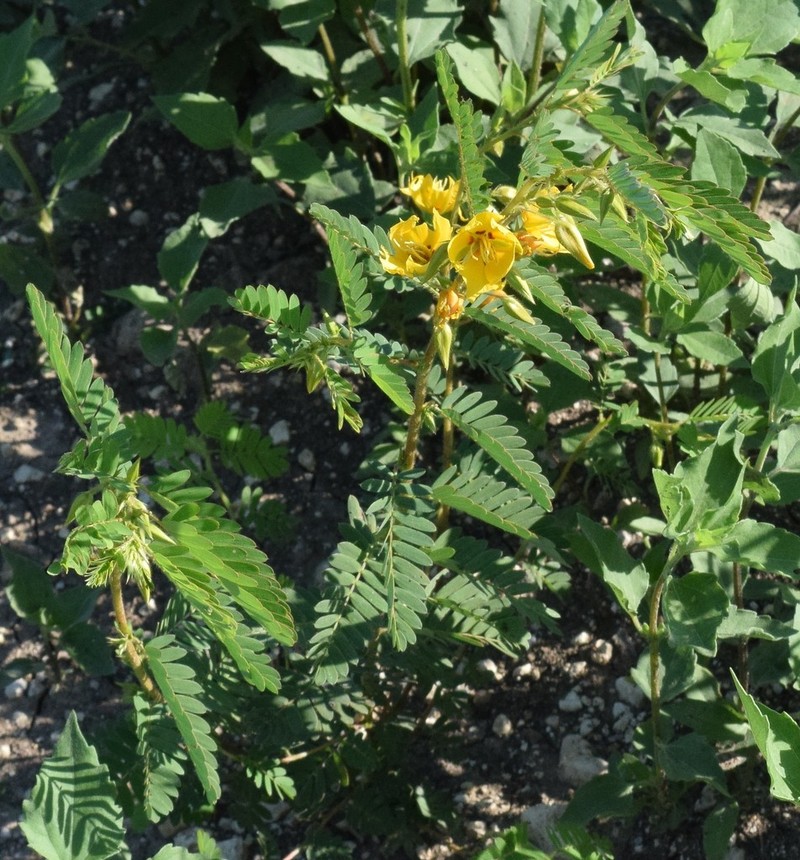 Partridge Pea photo 5
