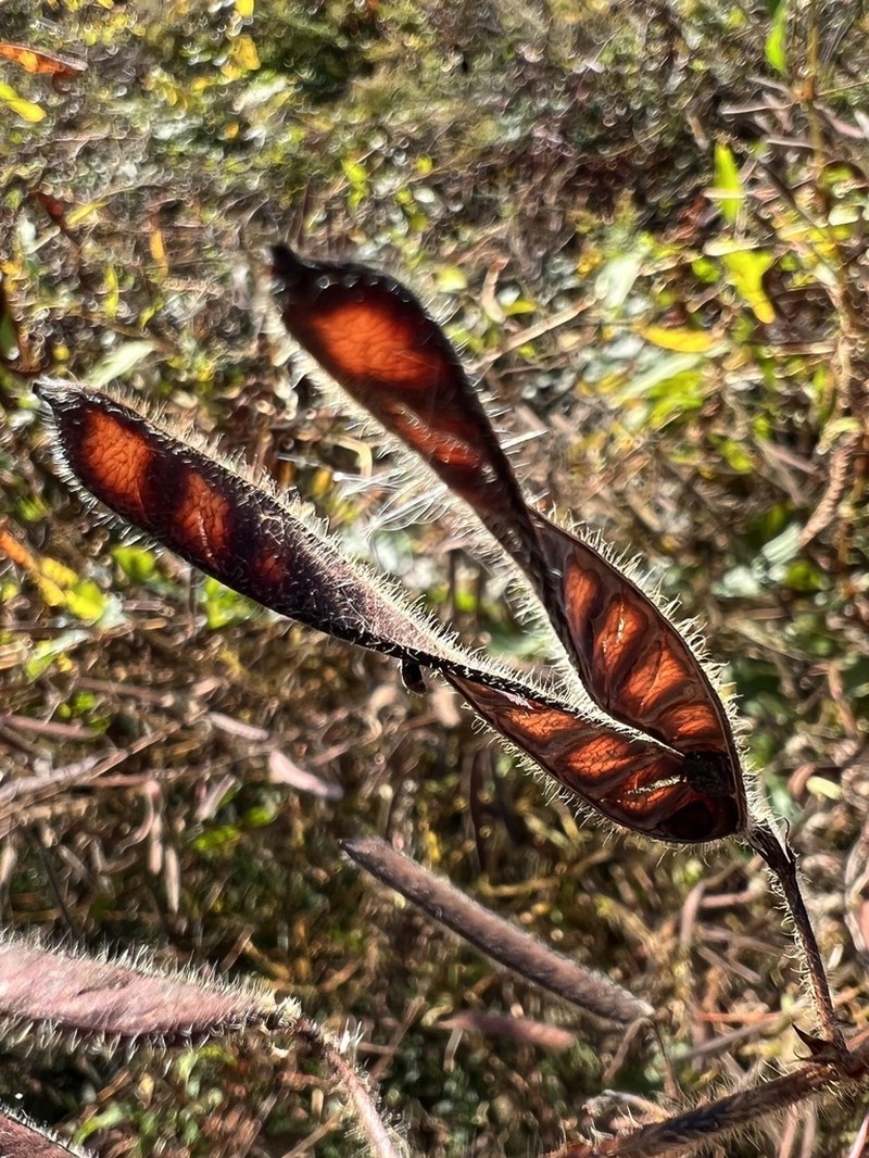 Partridge Pea photo 6