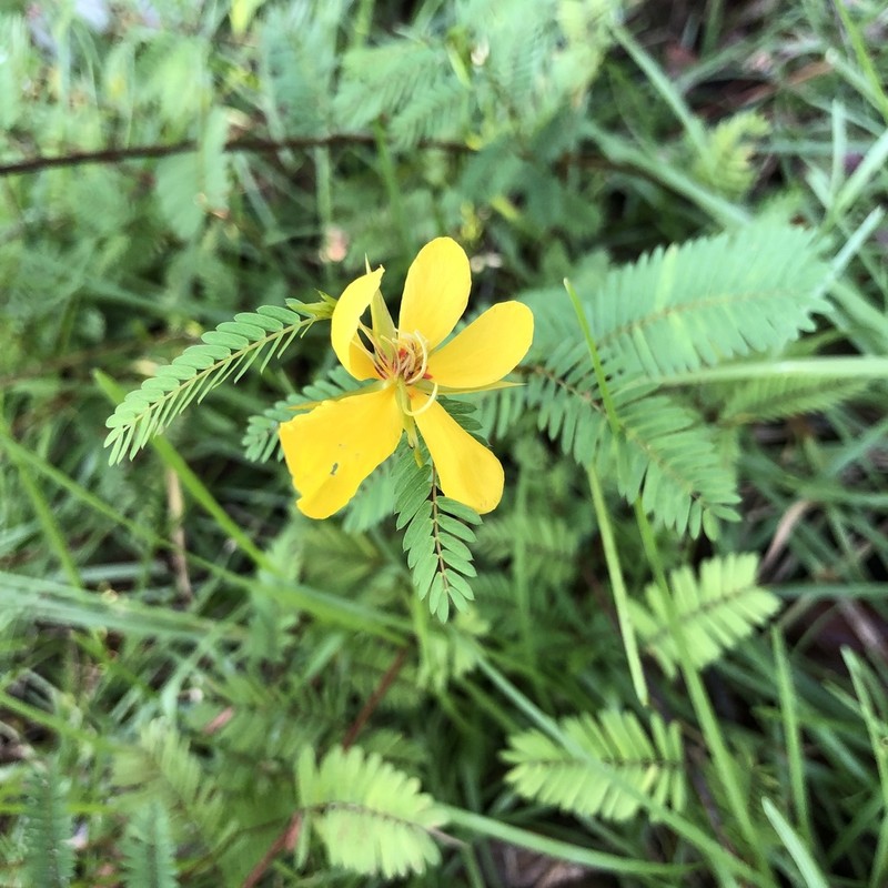 Partridge Pea photo 7