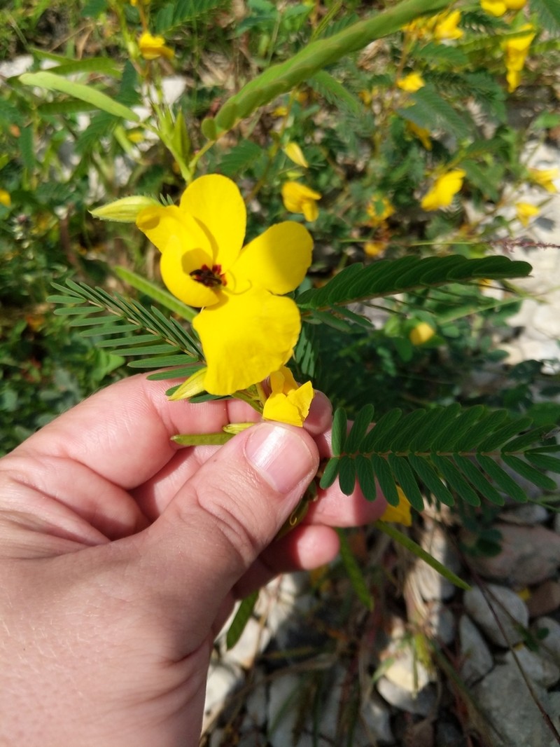 Partridge Pea photo 8