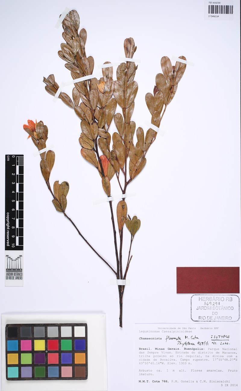 Chamaecrista flammata