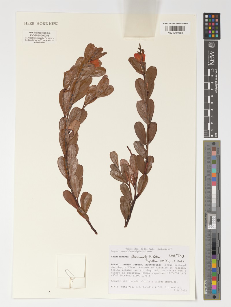 Chamaecrista flammata photo 2