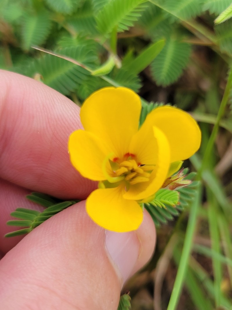 Texas Sensitive Pea photo 2