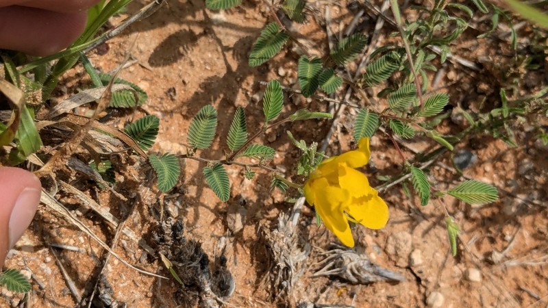 Texas Sensitive Pea photo 3