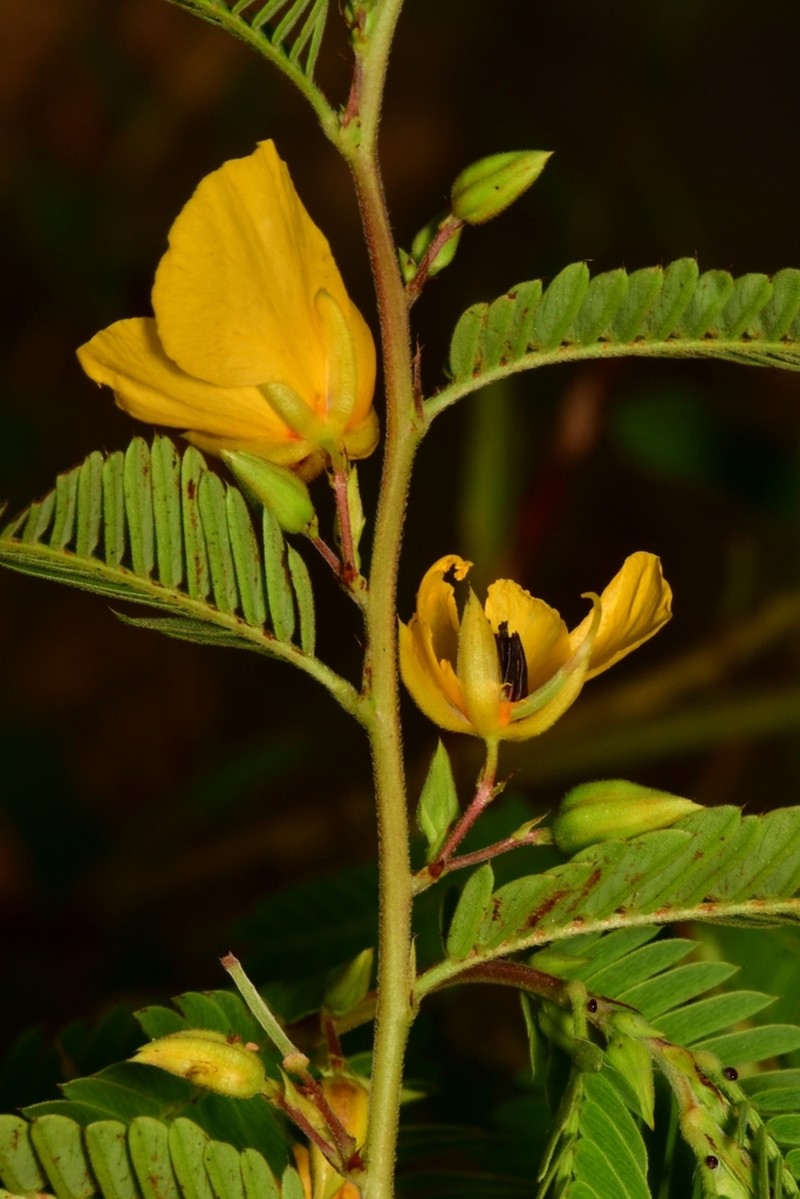 Texas Sensitive Pea photo 4
