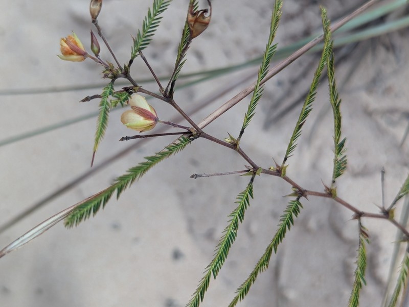 Texas Sensitive Pea photo 5