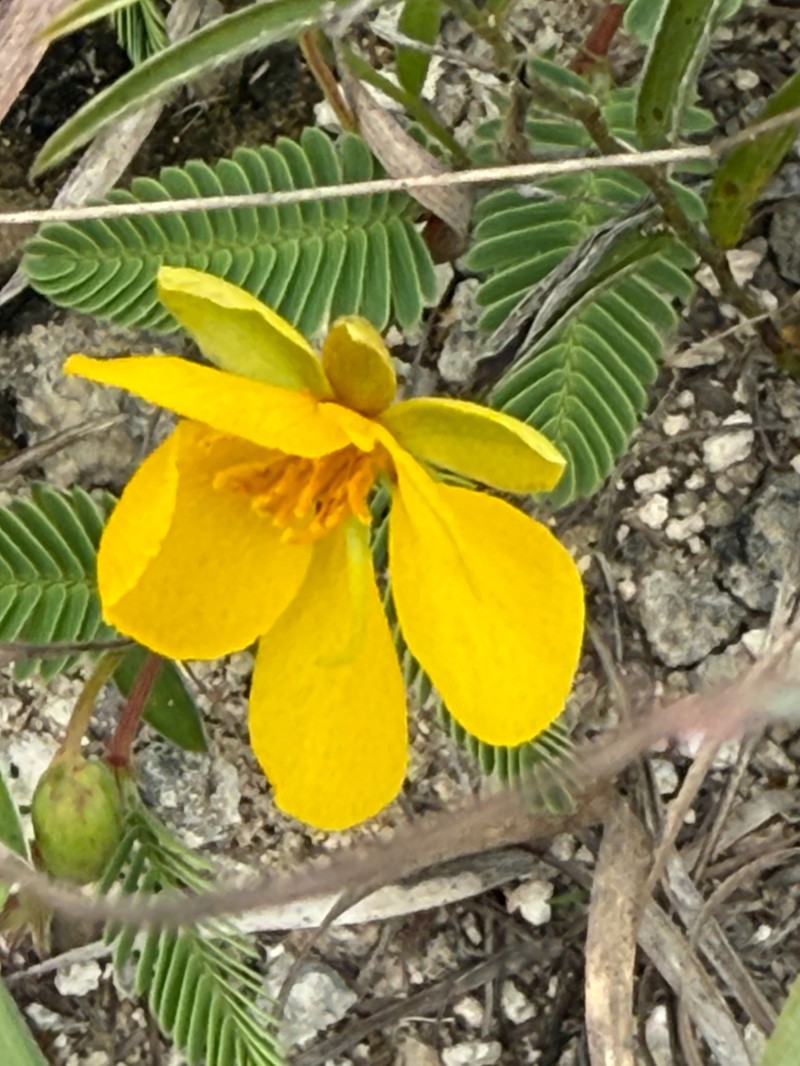 Texas Sensitive Pea photo 6