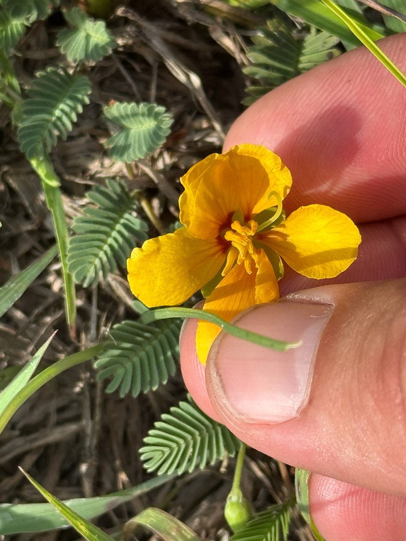 Texas Sensitive Pea photo 7