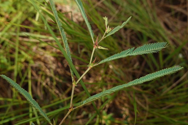 Chamaecrista flexuosa var. flexuosa photo 2