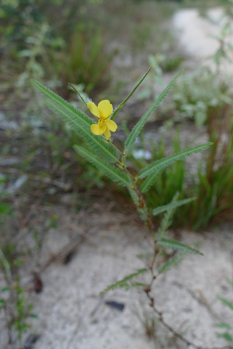 Chamaecrista flexuosa var. flexuosa photo 3