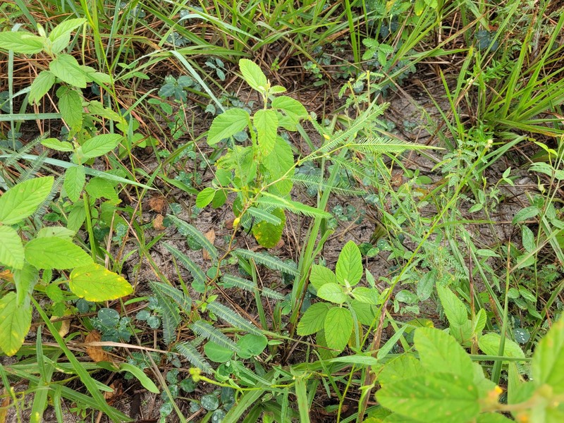 Chamaecrista flexuosa var. flexuosa photo 4