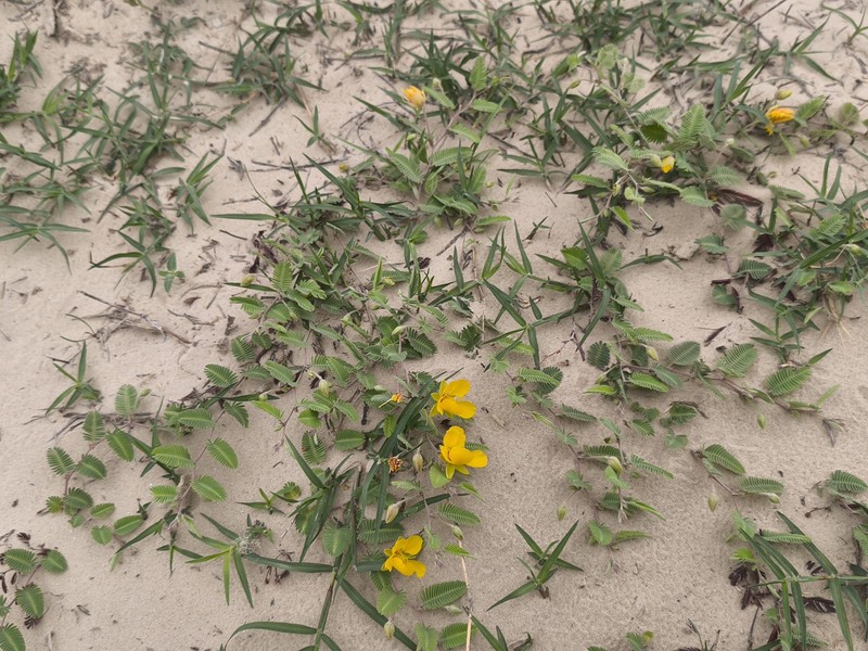 Chamaecrista flexuosa var. texana