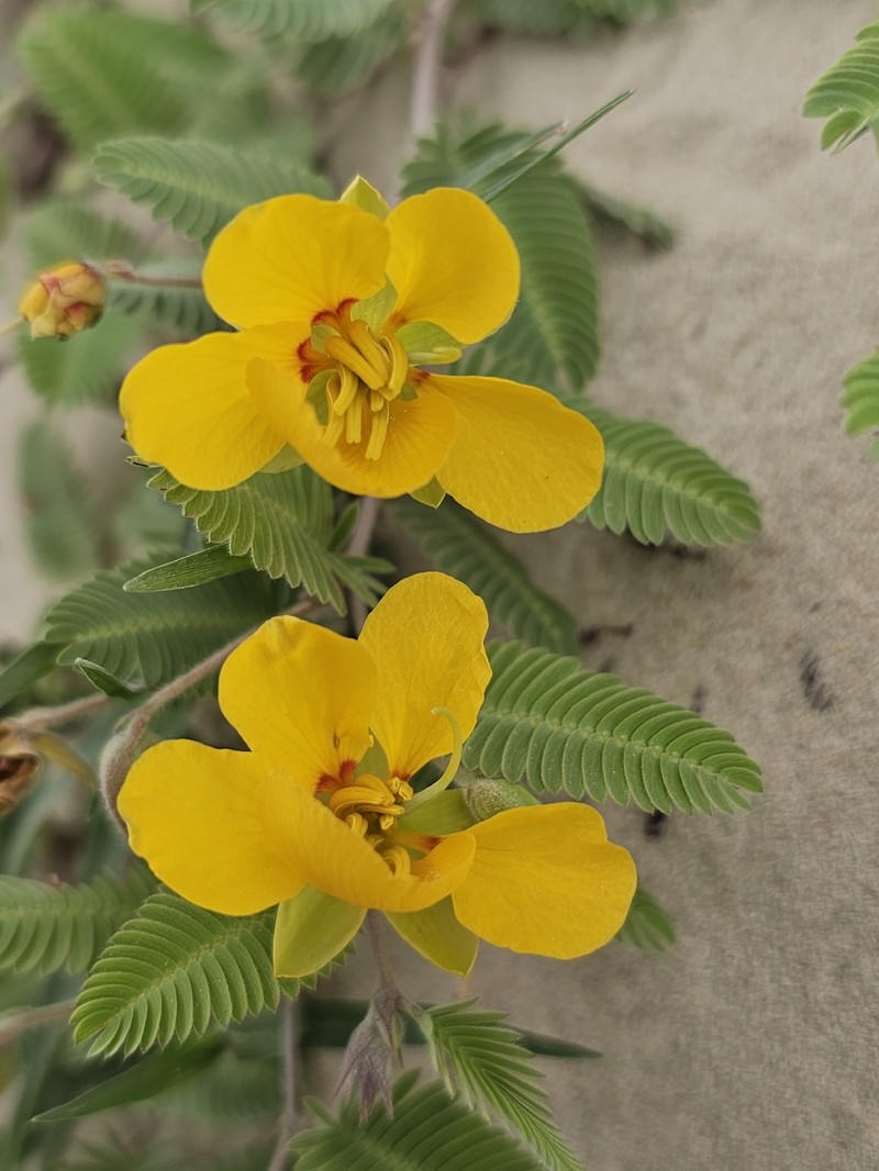 Chamaecrista flexuosa var. texana photo 2