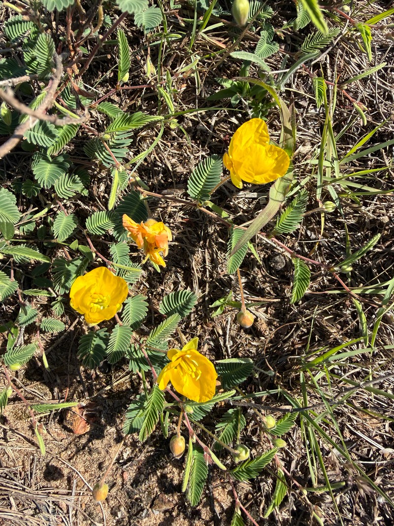 Chamaecrista flexuosa var. texana photo 3